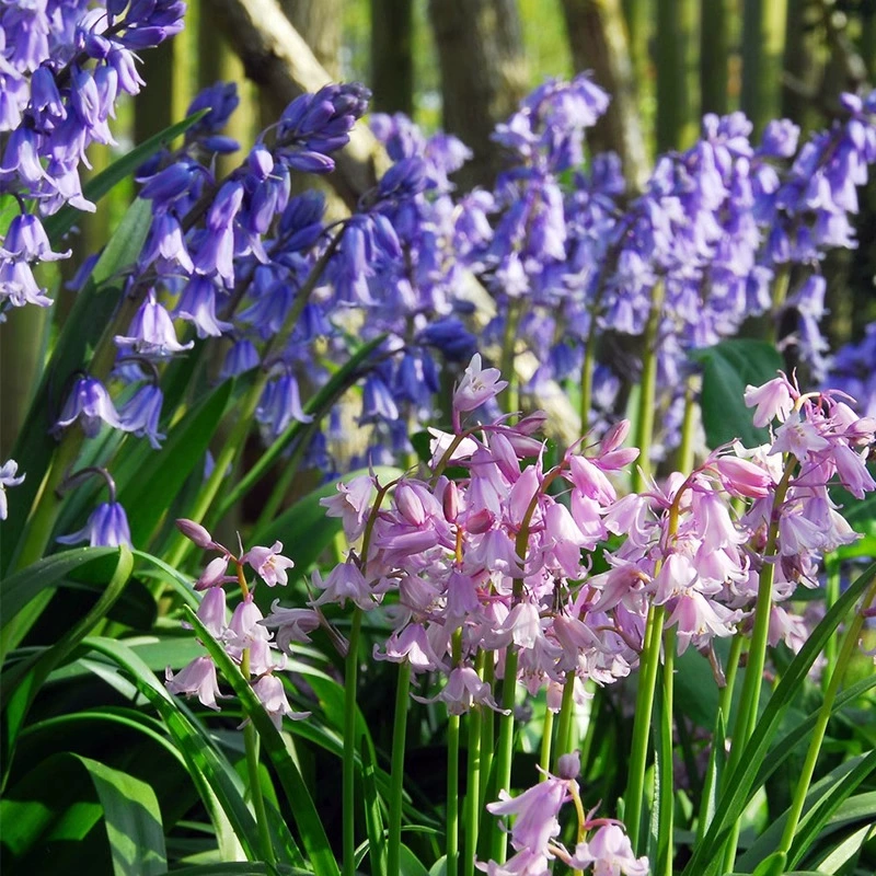 Луковица Bluebell, многолетнее растение для балкона и двора, легко выращивается, многолетняя луковица цветет в том же году и обладает морозостойкостью.