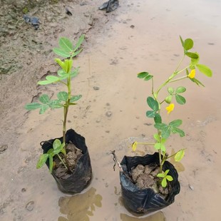 Flower Seedlings, Courtyard Greening Projects, Florals, Perennial Community Villas, Garden Landscaping, Florals and Green Plants