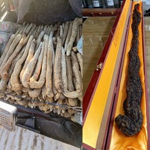 阿拉善肉苁蓉野生内蒙古金锁阳材羊藿整根沙漠人参