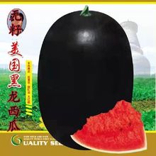 無籽黑龍西瓜種子特大高產甜早熟薄皮四季播水果黑皮巨型西瓜種子