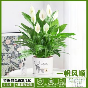 ��������һ���L�ˮ��ֲ���҃Ⱥ��B���ܴ���Gֲˮ�B�t���ļ��׻�