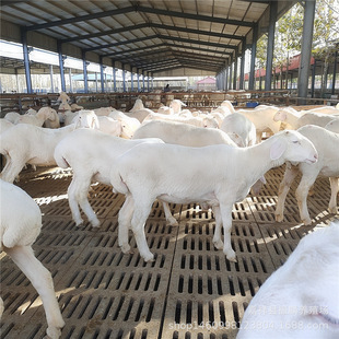 С���Сβ�����������BֳСβ�������ĸ�������Bֳ��