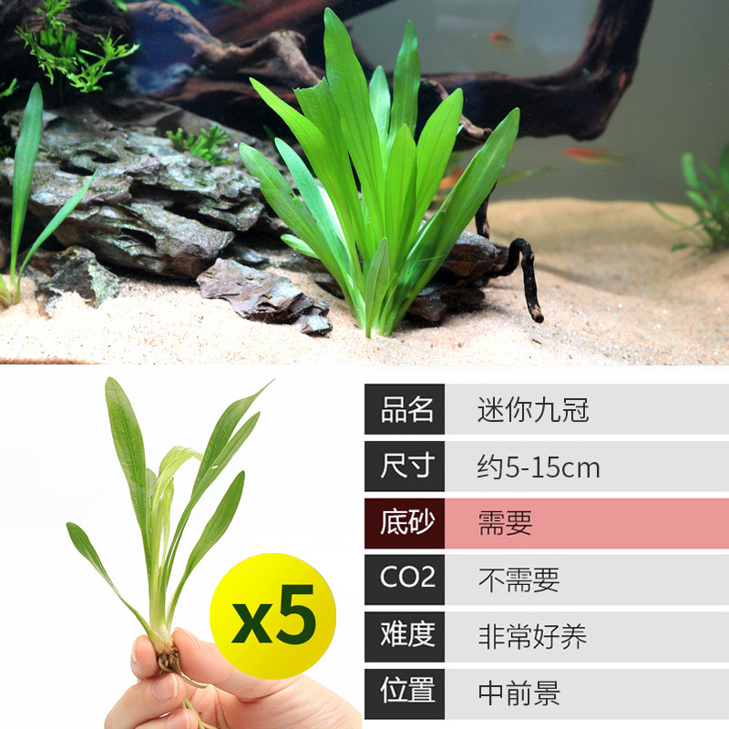 水槽造園パッケージ、水ヤシ、沈木、本物の水、淡水、無土壌植物、酸素化、低パール|undefined