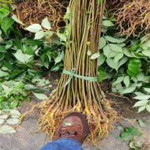 湖北黄柏树苗 批发采购价格 药材黄柏树苗 新品种 南方药材苗