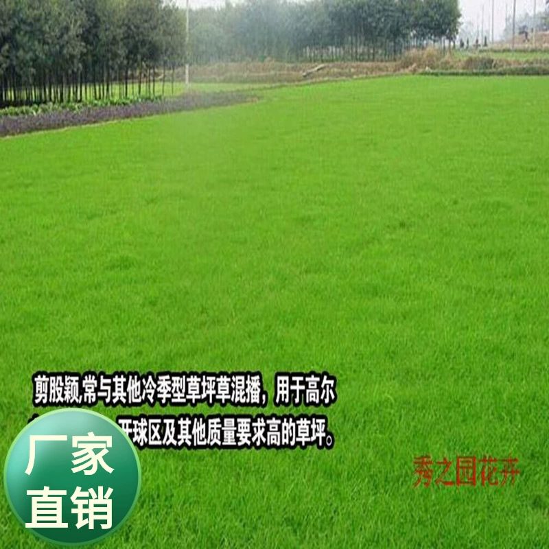 Оптовая продажа многолетних семян газона