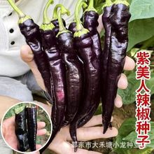 ���L�����N����ɫ�����N�Ѻ���ɫ�����N�Ӻ��Ų�ͥԺ�����߲˷N��