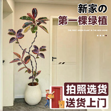 ~Ƥ͏dԺڽ滨ش̖GֲͻܾGɫֲﵓ