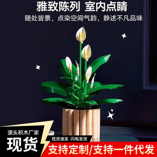 ���ݘ��߷eľ11504��ƽ�ٺ�������õ�廨���˹��Y�ﻨ��ƴ�b���