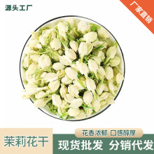 广西横县横州茉莉花干新鲜花苞现摘干花花茶原料花蕾开花厂家批发