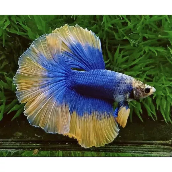 Grade A Van Gogh color + fish food 4-5cm