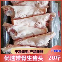 新鲜冷冻带骨生猪头肉生猪头卤猪脸猪头肉20斤饭店卤菜适用近包邮