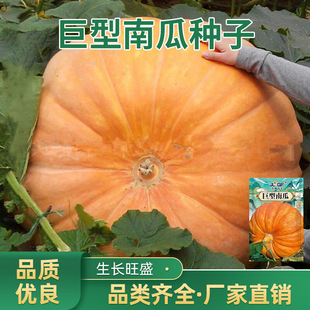 �����ϹϷN�Ӵ��ϹϷN������Ʒ�N�^�pʳ���ļ��ˈ@�����߲˷N��