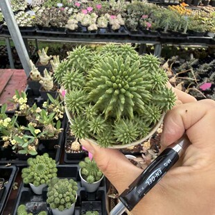 ��đ��� Euphorbia suzannae ��������K���Ϙ��Gֲ����