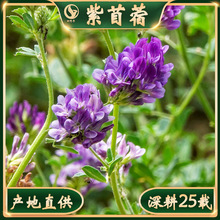 护坡绿化紫花苜蓿草籽兔子猫宠物粮草优质牧草种籽叶嫩味香三叶草