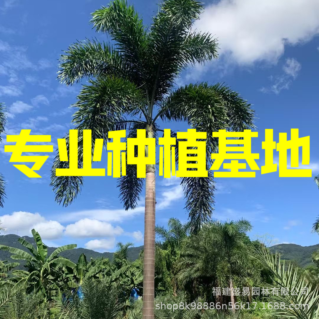 浙江丛生多杆狐尾椰子树基地 热带植物椰子树价格海南椰子树批发