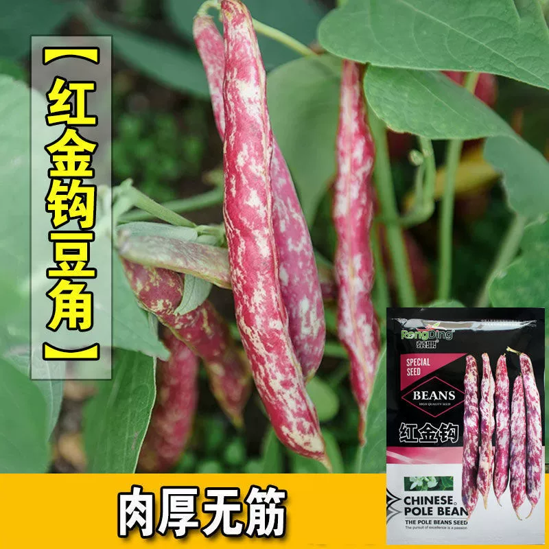 Семена красной золотой фасоли, северо-восточные золотые семена фасоли, масляные бобы, осенние семена фасоли, стойловой фасоли, посев в любое время года