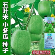 ���~��С���ϷN�Ӵ�������һ��⏹��ϷN�����ǻС�߲˷N����