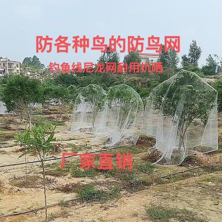 果树防鸟网批发农用樱桃果园菜园嘉宝果枇杷梨苹果透明耐用现货