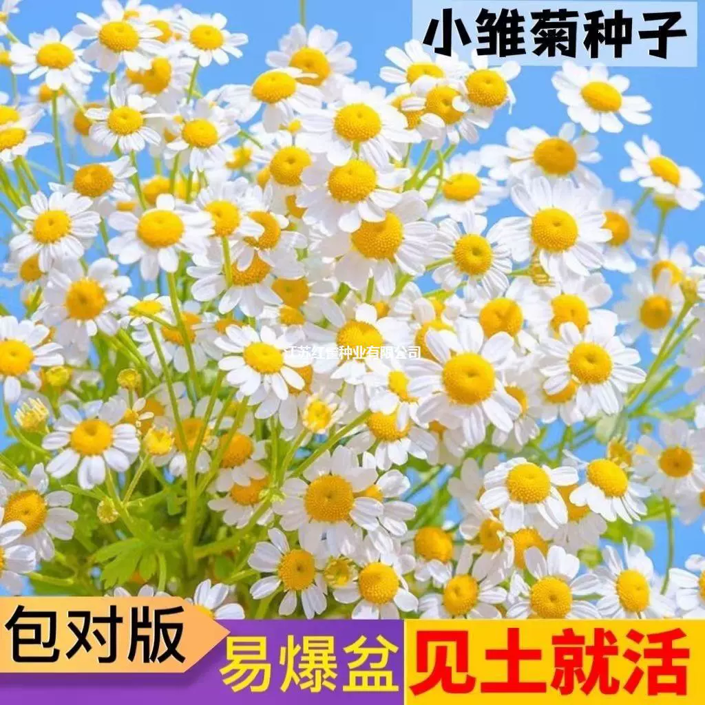 Ромашки открываются в четыре сезона, и их легко выращивать ромашку, гипсофилу, компанию социального обеспечения, школьные закупки, посевной костюм, семена цветов