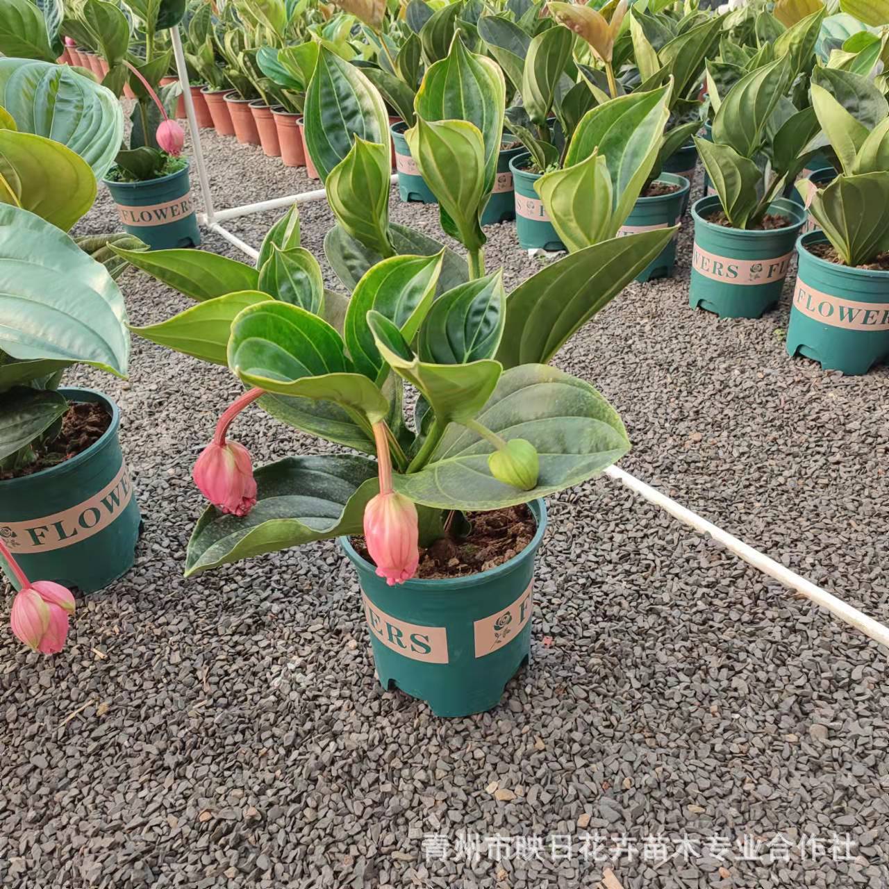 c9ccc901baf2b8c23201860898ee5e