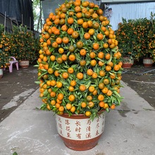 四季桔年橘盆栽大型绿植朱砂橘年宵花卉客厅阳台观赏果