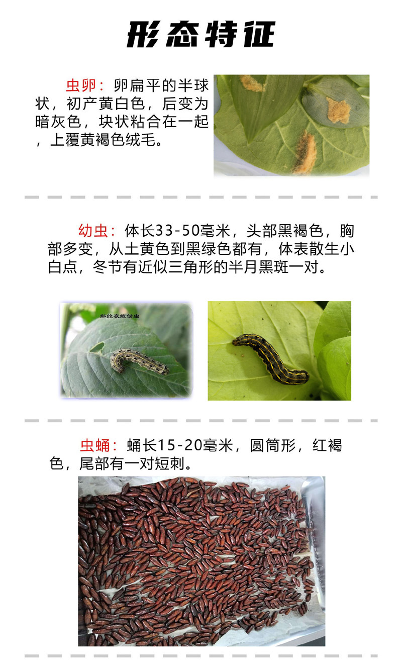 斜纹夜蛾103 拷贝.jpg