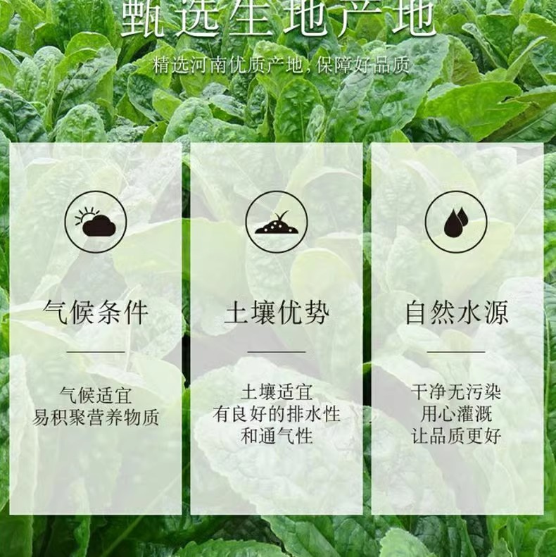 Prepared Rehmannia Root Shu Di Huang 500g Nine Times Steamed Dried Herb for Tea and Decoction key features