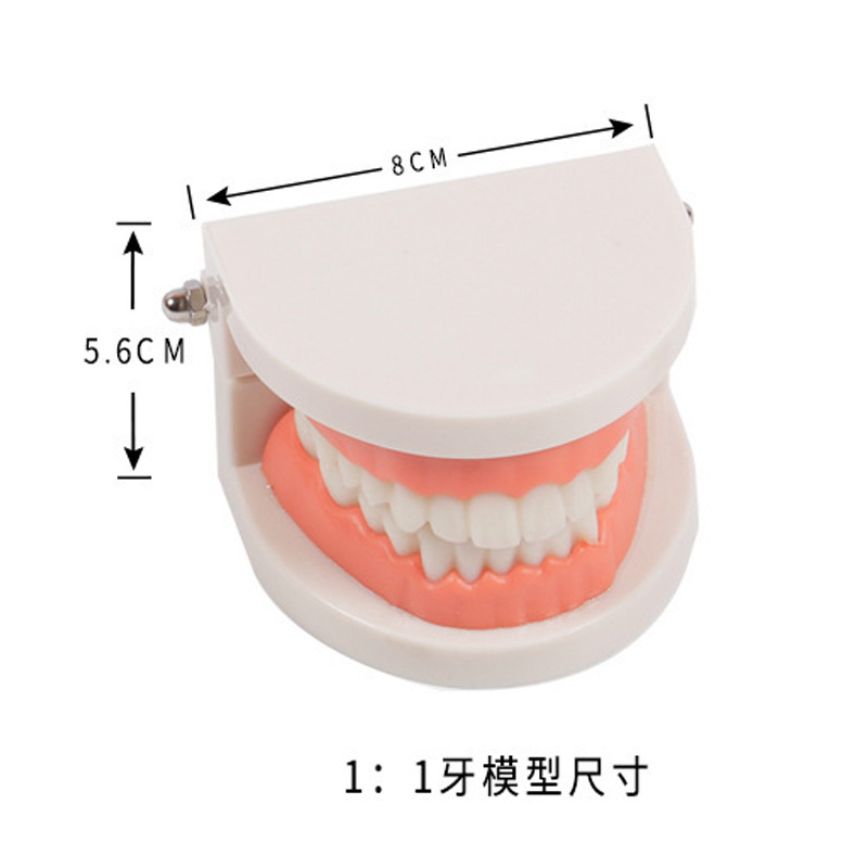 Montessori ayudas didácticas niños cepillado y lavado traje educación temprana juguetes educativos dentadura diente modelo kindergarten dientes cognitivos