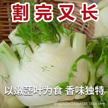 ���������L�����o����N�ӽY����������̨�ļ���ʳ�û���˷N