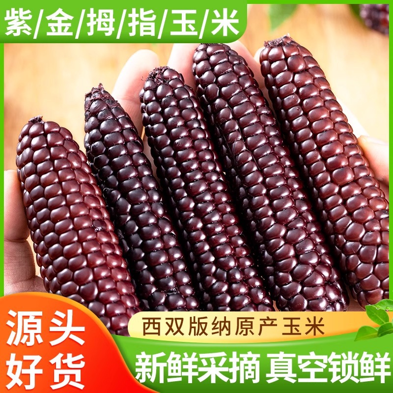 西双版纳紫糯黑拇指小玉米云南特产宝宝早餐小手指儿童拇指玉米