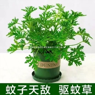 �r�����Ӳ���ò�ֲ�������҃�Ժ�ӷ��x���~���ÿ��籡�����ӿ���