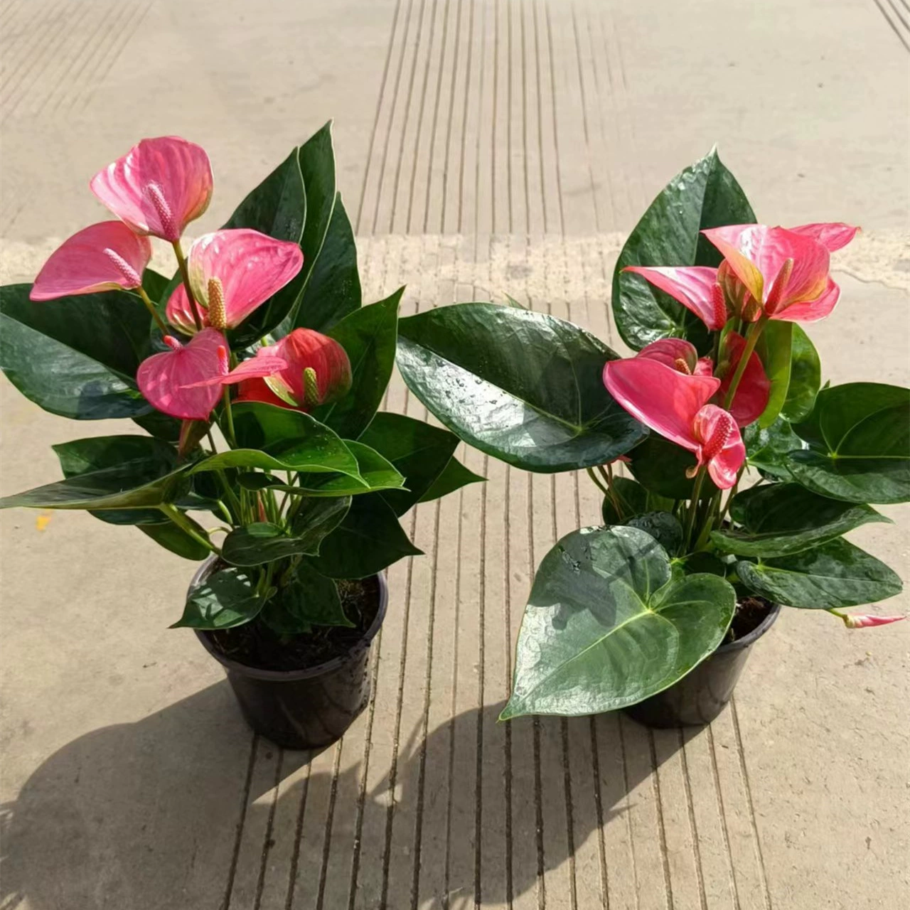 140 # Tianxi порошок Корона порошок закрытый офис четыре сезона цветение растение зеленая посадка цветок горшок завод очистки воздуха