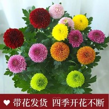 乒乓菊盆栽带花苞四季开重瓣七彩球菊花苗室内阳台庭好养花卉绿植