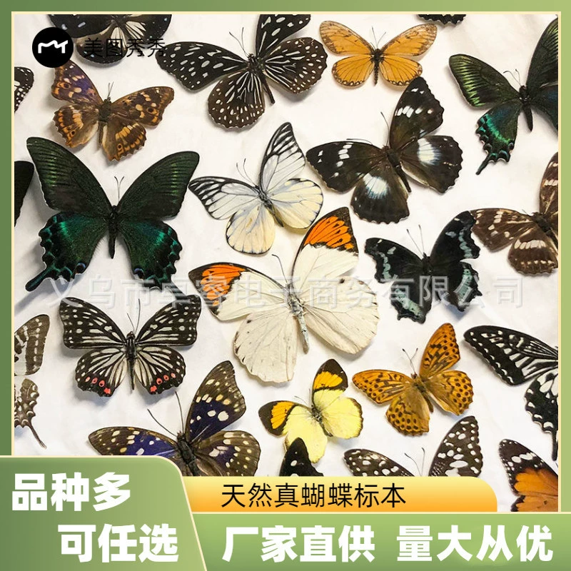 Образец бабочки Истинный образец бабочки был выставлен