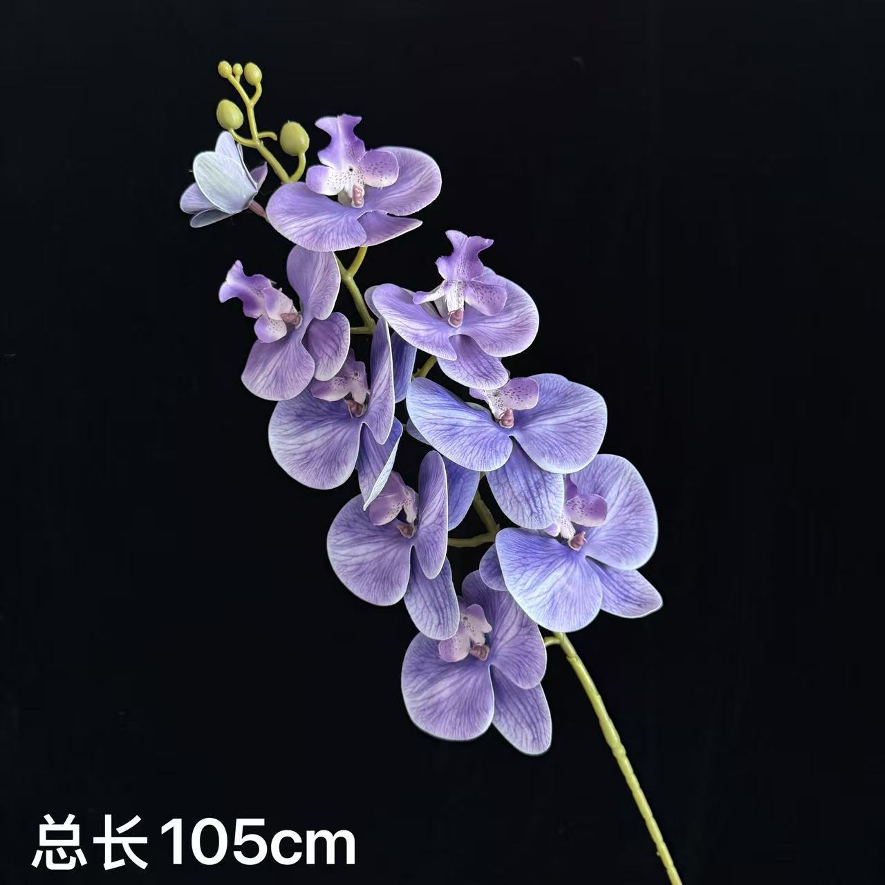 플라티코돈 보라색
