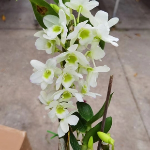 &ldquo;����&rdquo;�׻��G�ĝ������s����ʯ���m�����绨�ڶ������M60Ԫ���]