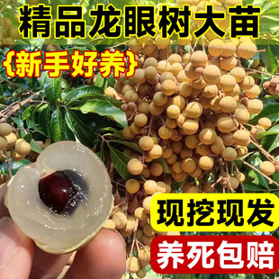 Longan Tree Grafted with Chuliang Longan Stone, Southern Four-Season Planting Ground Planting, Potted Fruit Saplings That Bear Fruit in the Same Year