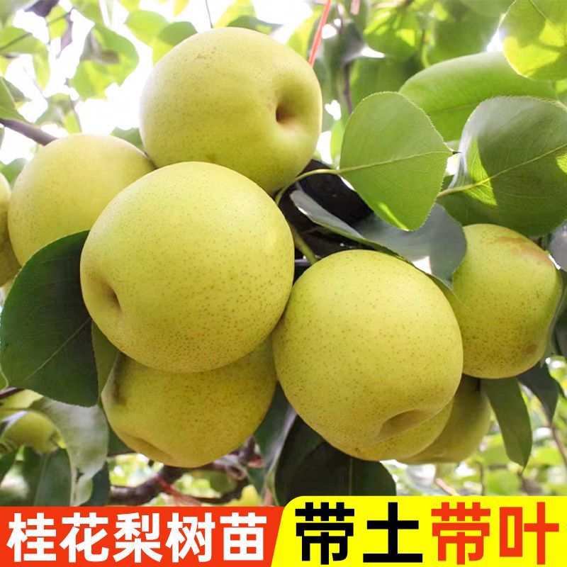 【源头基地】桂花梨树苗带土带叶正宗嫁接高产果沙梨树苗果树地栽