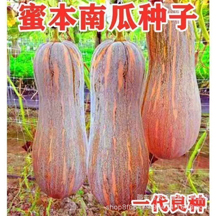 Honey Pumpkin Seeds Are High-Quality Autum Vegetables and Fruits. High-Yielding Old Pumpkins. Honey Pumpkin Seeds Are Resistant to Transportation and Easy to Grow