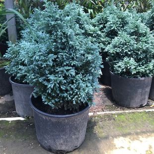 �{�����{ɫ���������Ի���С��ľ�҃����ļ����������h��������]