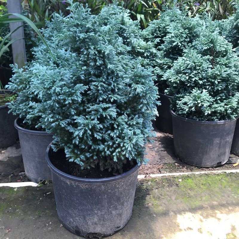 蓝湖柏蓝色波尔瓦盆栽花苗小灌木室内外四季常青美化环境大苗包邮