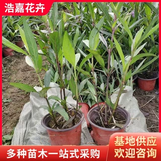 翠芦莉小苗 地被翠芦莉杯苗花卉绿植耐寒耐热多年生花植物 翠芦莉