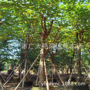 �Ռ���ľ�G������������G�t�����G�m�����G��ֲ��С��ľ�G����ľ