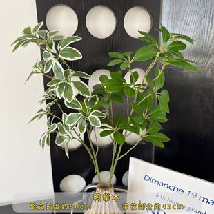 ����Gֲ���_ľɭϵ��Y�廨�Շ����bٻ��Ĕz��������ľ�lؔ�~