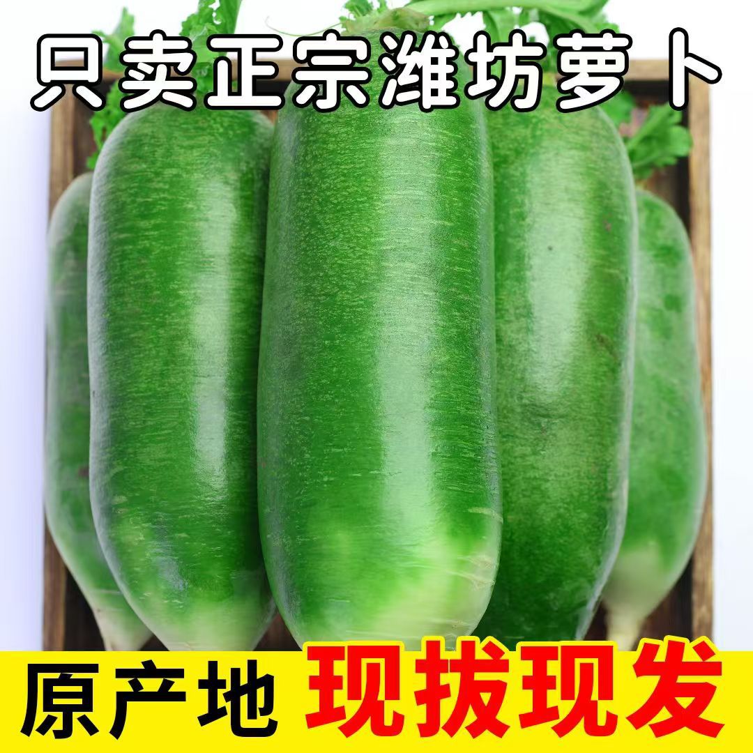 正宗山东潍坊萝卜生吃清甜爽口新鲜现货现摘现发批发一件代发