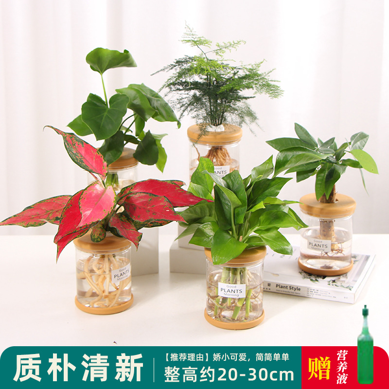 Plantas hidropónicas en maceta de flores de oficina de flores pequeñas plantas verdes en todas las estaciones, fácil de cultivar plantas en maceta de agua suculenta.