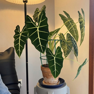 �G���Z�q��������՚���~��Gֲ���ԟ�ֲ���҃���ֲ���^�~�����l