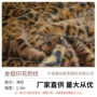 纺织定制印花全涤绒布料
