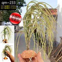 ֲGֲ ֲ SֱN ֲ ɳĮ֭hGֲ