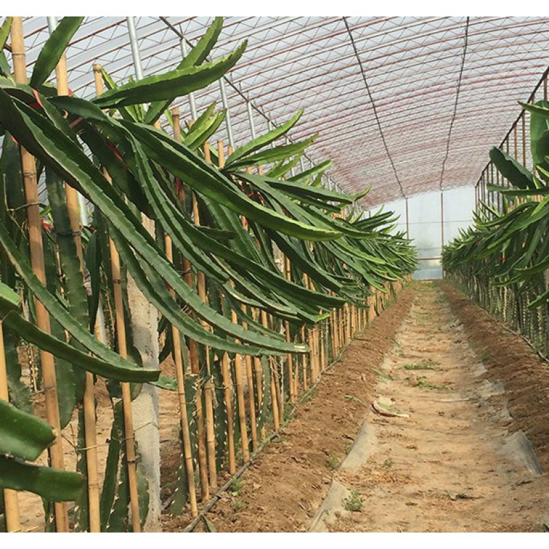 Саженцы питайи в горшках посадка фруктового дерева Four Seasons красное мясо двор большие саженцы красного сердца питайи